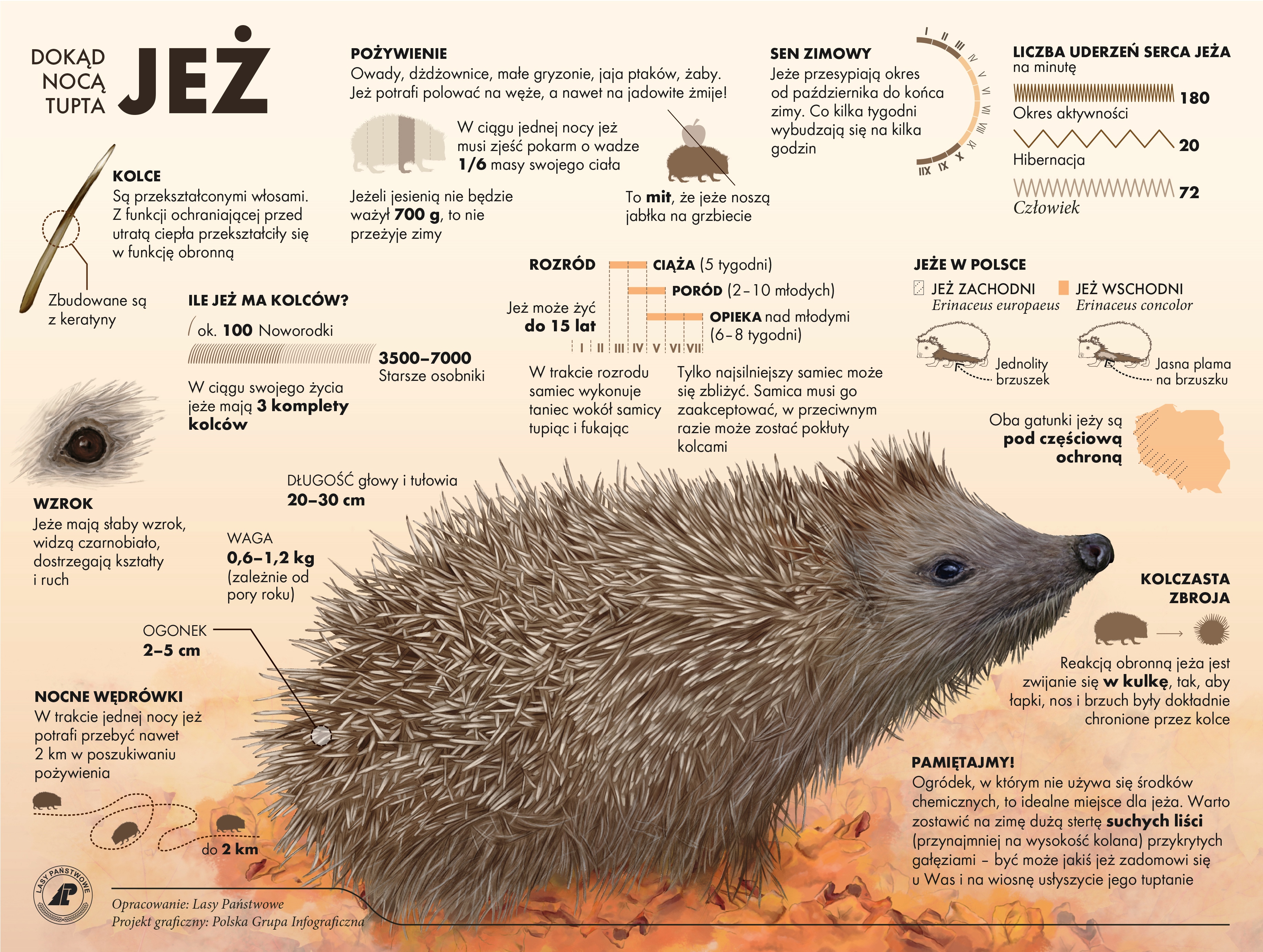 Infografika omawiająca budowę ciała jeża, jego cykl życia, preferencje żywieniowe.