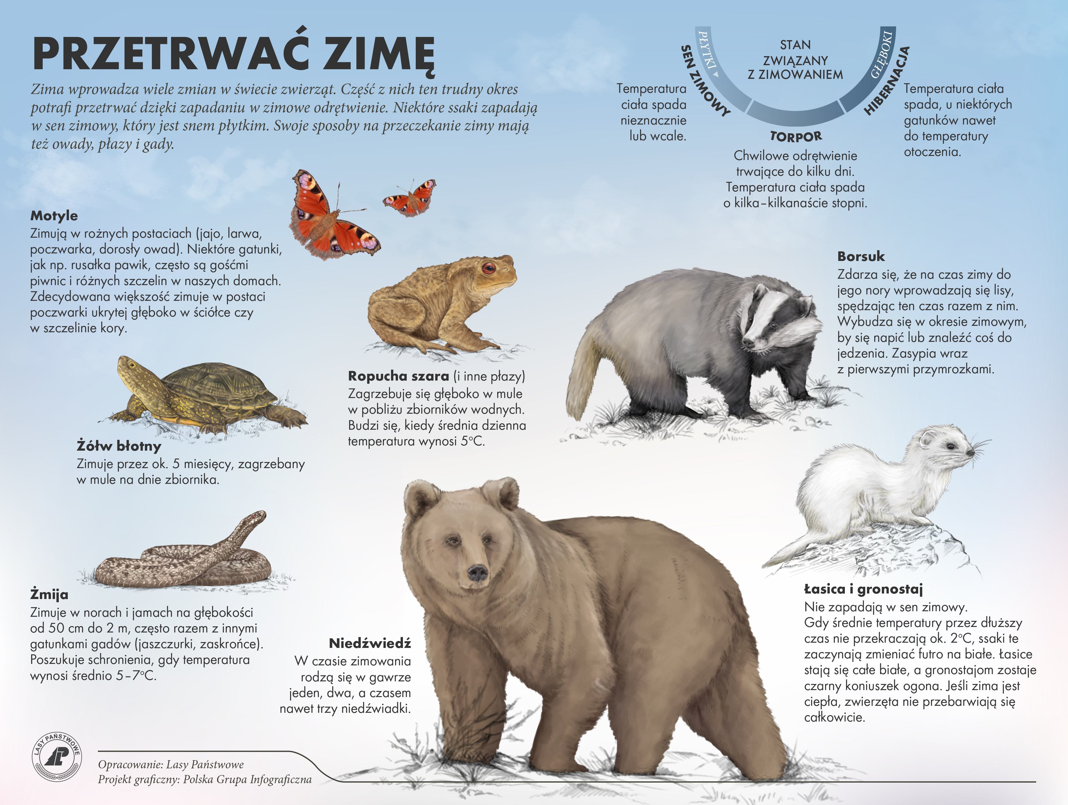 Infografika prezentuje wybrane przykłady trwania snu zimowego u ssaków, owadów, płazów.