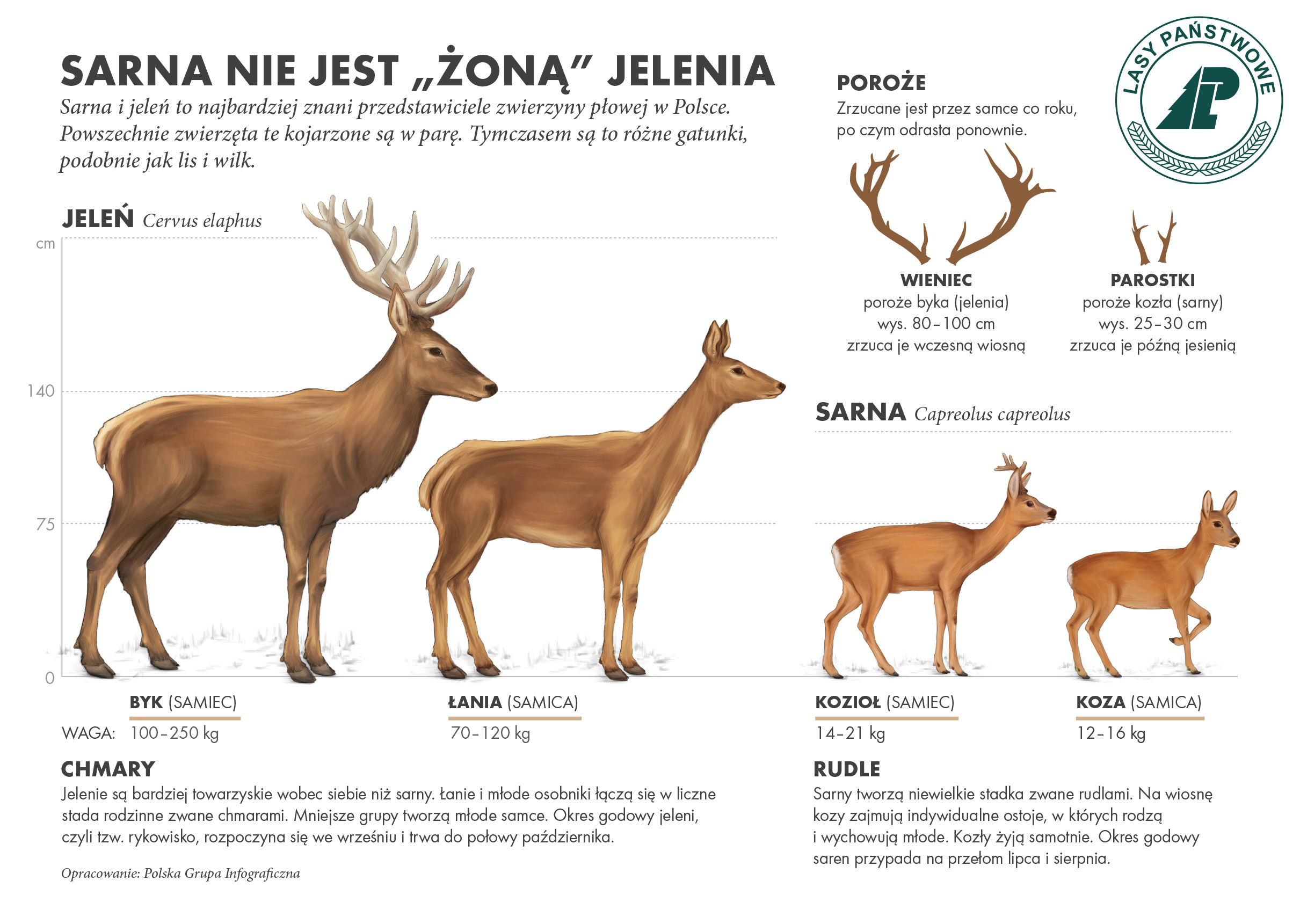 Infografika przedtswia różnice w budowie ciała między sarną a jeleniem.
