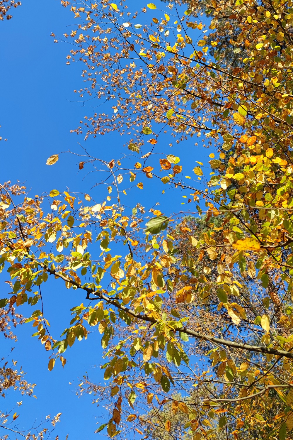 Pożółkłe liście brzozy na tle niebieskiego nieba.