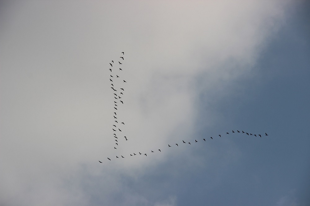 Klucz ptaków na niebie w kształcie litery V. Fot. Archiwum Nadleśnictwa Maksulińskie.