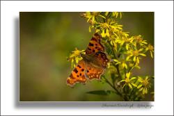 Motyl&#x2e;jpg