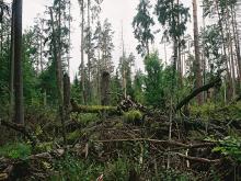 Cięcia rębne, a wieloletnia perspektywa funkcjonowania lasu jako źródła dóbr gospodarczych, przyrodniczych i społecznych.