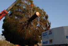 Przygotowano piękną polską choinkę, która stanie na Placu św. Piotra w Watykanie