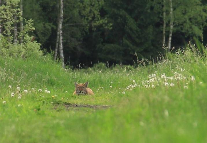 fot&#x2e;&#x20;Anna&#x20;Maria&#x20;Ptak&#x2c;&#x20;Nadleśnictwo&#x20;Maskulińskie
