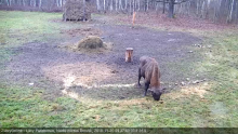 Żubry wracają na polanę