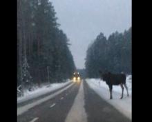 Tajemnicza misja pewnego łosia