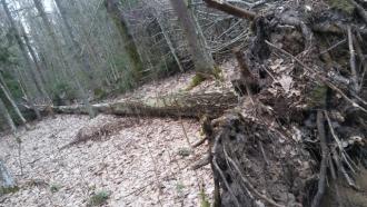 Bezpieczeństwo przy miejscach dokarmiania zwierzyny