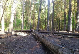 Zagrożenie pożarowe w Puszczy Białowieskiej dynamicznie wzrasta.