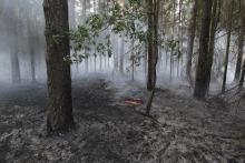Suchy świerk powodem pożaru w Puszczy Białowieskiej