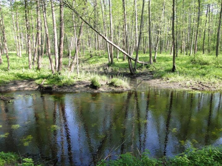 fot&#x2e;&#x20;Andrzej&#x20;Chrenowski&#x2c;&#x20;Nadleśnictwo&#x20;Białowieża