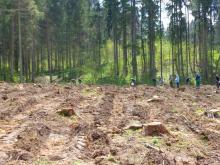 450 drzew na 450 lat Gołdapi