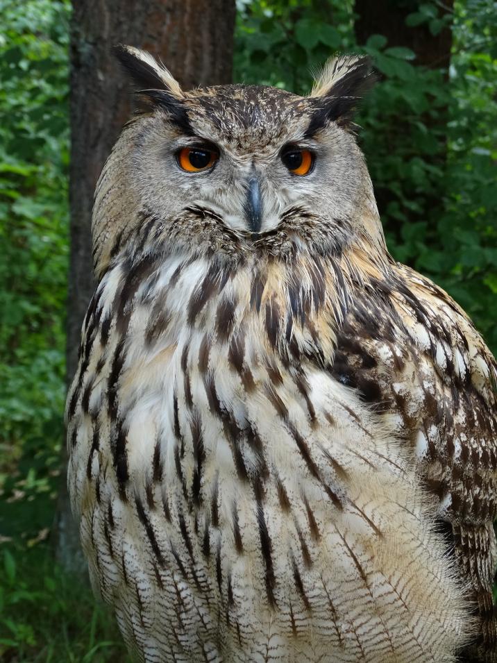 Puchacz&#x2c;&#x20;fot&#x2e;&#x20;Magdalena&#x20;Stępińska