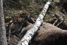 Martwy żubr uwięziony wśród połamanych drzew