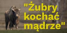 "Żubry kochać mądrze" - rozmowa z prof. Wandą Olech-Piasecką