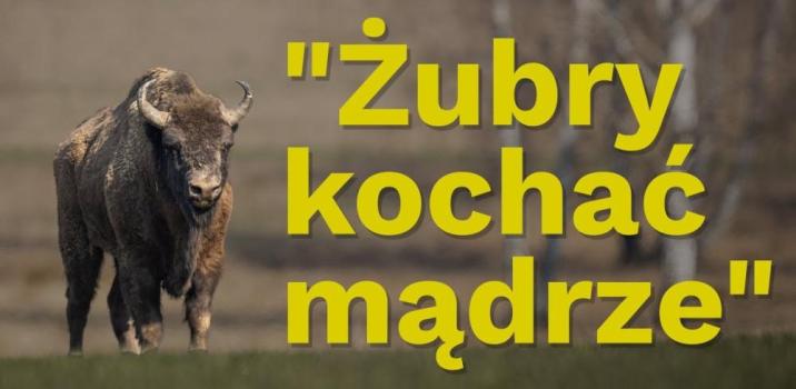 &#x22;Żubry&#x20;kochać&#x20;mądrze&#x22;