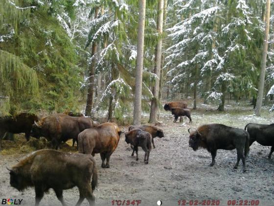 na zdjęciu stado żubrów na polanie żubrowej w Puszczy Białowieskiej. Zdjęcie z kamery online.