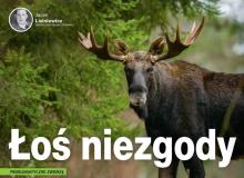 Łoś niezgody