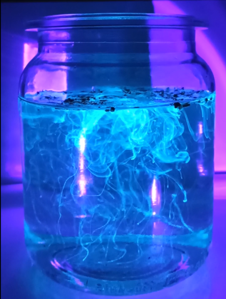 Fascynujący świat roślin - fluorescencja kory kasztanowca