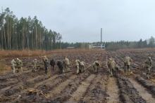 Żołnierze NATO posadzili las