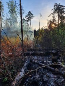 Kolejny pożar w Puszczy Białowieskiej