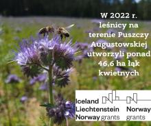 Ukwiecamy Puszczę Augustowską