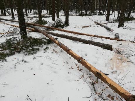 Co to są drzewa zgryzowe?