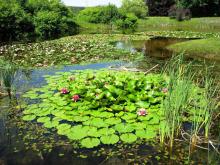 Zapraszamy do arboretum w Kopnej Górze