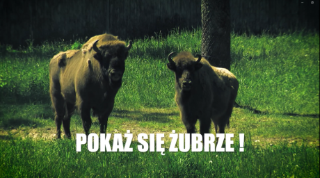 POKAŻ SIĘ ŻUBRZE!