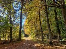 Konsultacje społeczne projektu Planu zarządzania Obiektem Światowego Dziedzictwa Białowieża Forest (część polska)