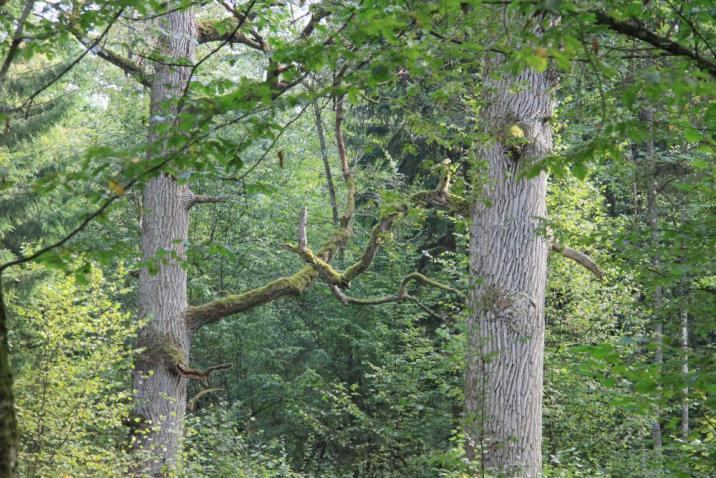 fot&#x2e;&#x20;Nadleśnictwo&#x20;Browsk