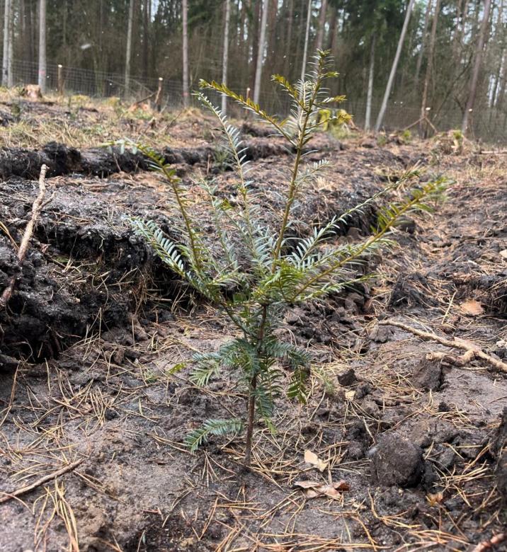 Zdjęcie&#x20;przedstawia&#x20;posadzoną&#x20;sadzonkę&#x20;cisa&#x20;pospolitego&#x2c;&#x20;fot&#x2e;&#x20;Karolina&#x20;Bolek