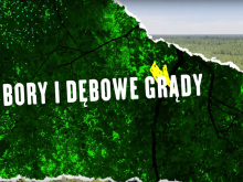 Bory i dębowe grądy