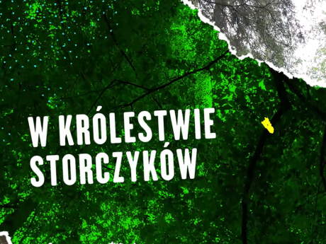 W królestwie storczyków