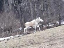 Tajemnice Białej Szaty